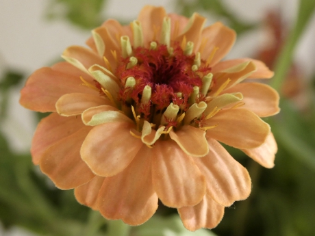 Zinnia