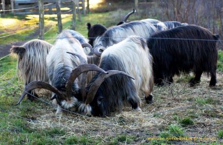 Dit is een  geitenras uit Zuid-Zwitserland, en aangrenzende gebieden van Noord-Italië.
