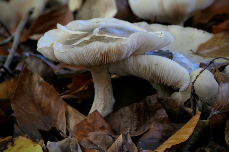 Nevelig. - Schimmels - Nevelzwam