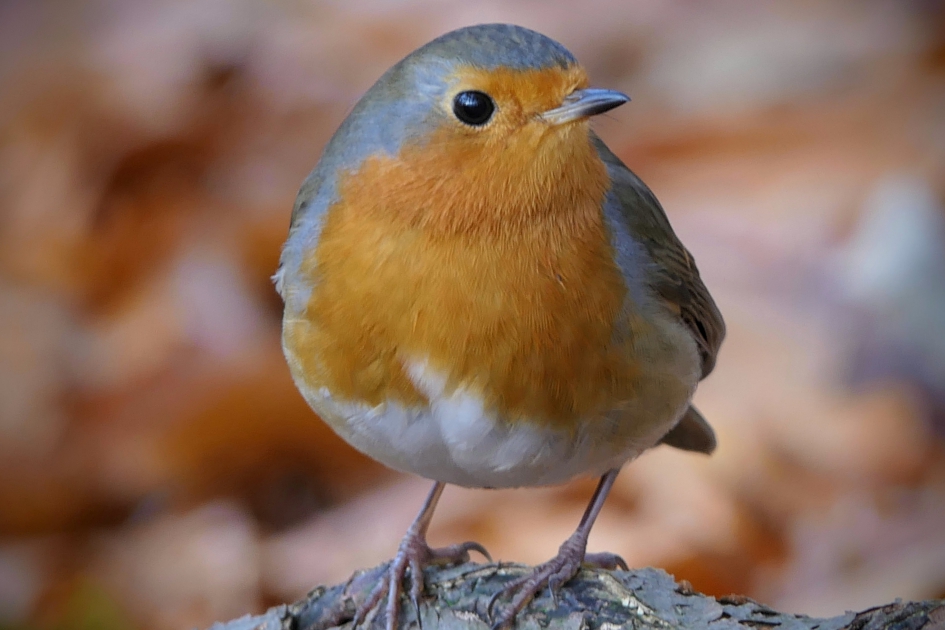 Nieuwsgierig Aagje. - Vogels - Roodborst