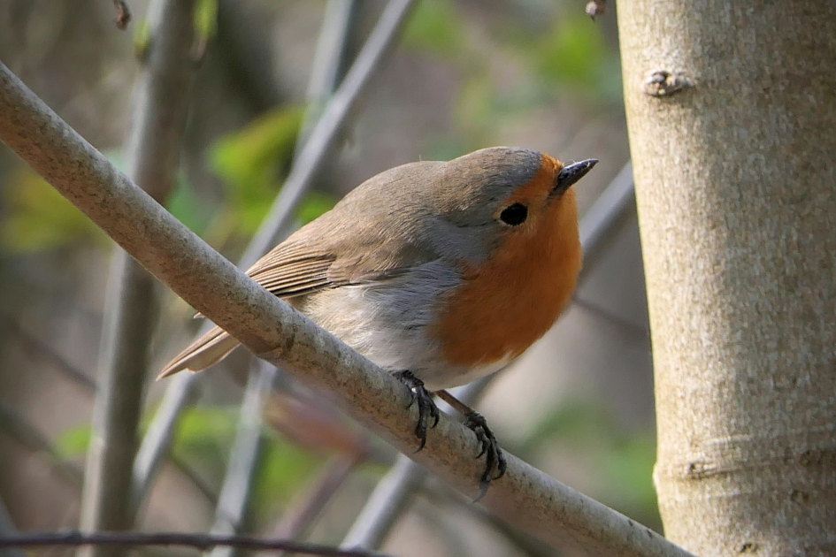 Nieuwsgierig, hoezo? - Vogels - Roodborst