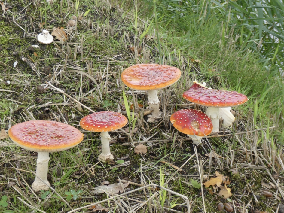 Nog een paar vliegenzwammen - Schimmels - 