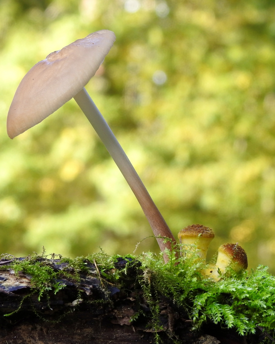 Onder moeders paraplu - Schimmels - 