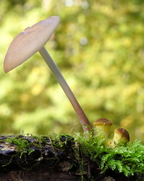 Onder moeders paraplu