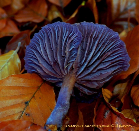Onderkant Amethistzwam  - rode koolzwam