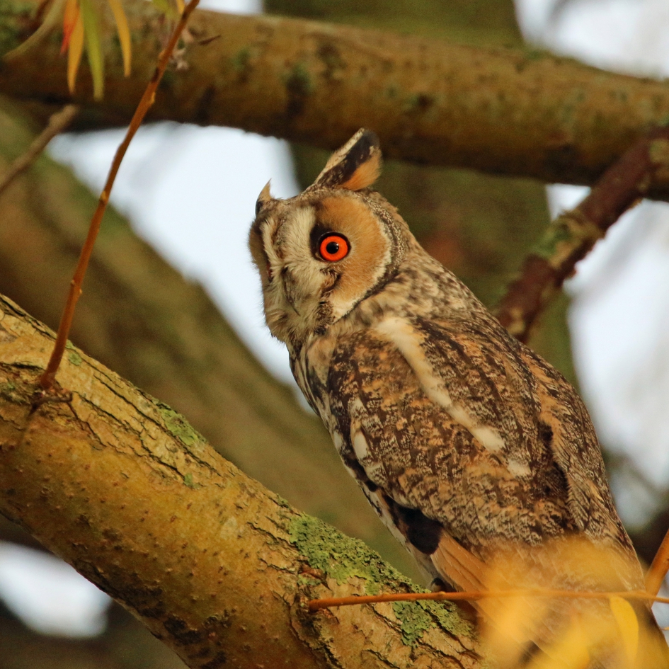Onraad! - Vogels - Ransuil