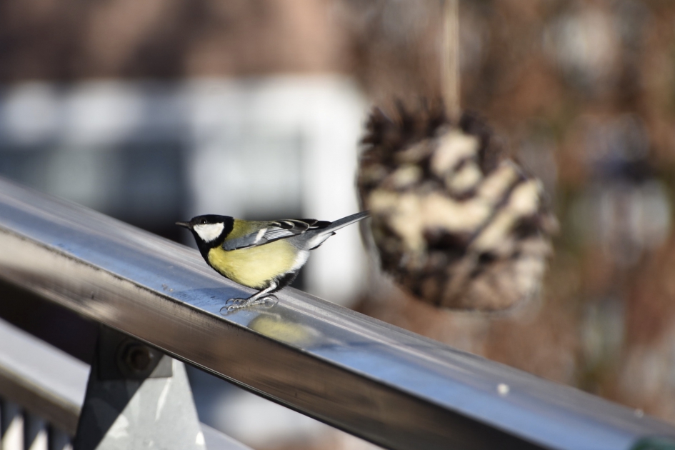 Op de balkonrand - Vogels - Koolmees