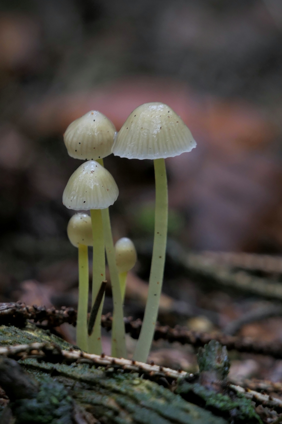 Op hoge poten. - Schimmels - Paddenstoel