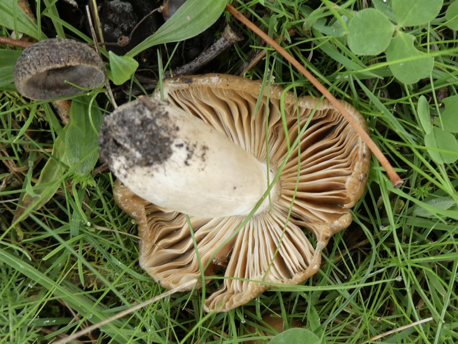 Op zijn kop - Schimmels - 