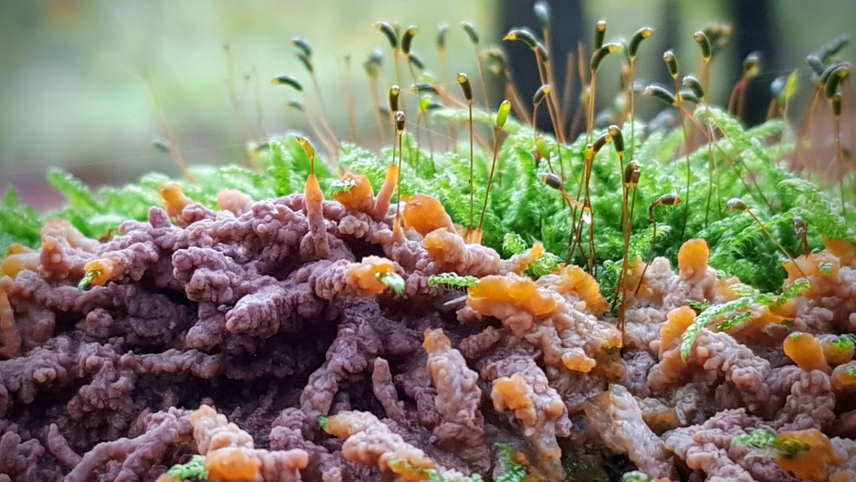 Oranje aderzwam - Schimmels - Oranje aderzwam