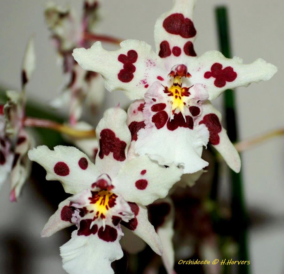 Orchidee - Planten - Orchidee