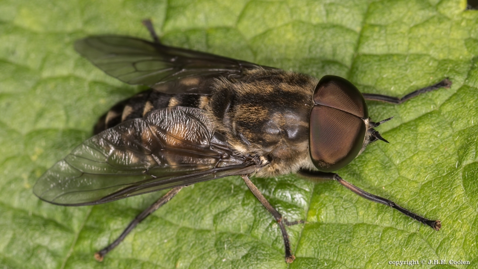 Paardenvlieg  (Tabanus sudeticus ) - Geleedpotigen - Paardenvlieg