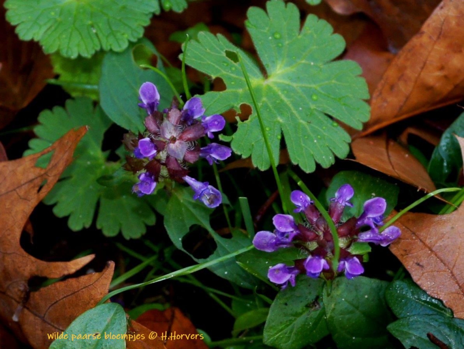 Paarse wilde bloemen - Planten - wilde bloemen