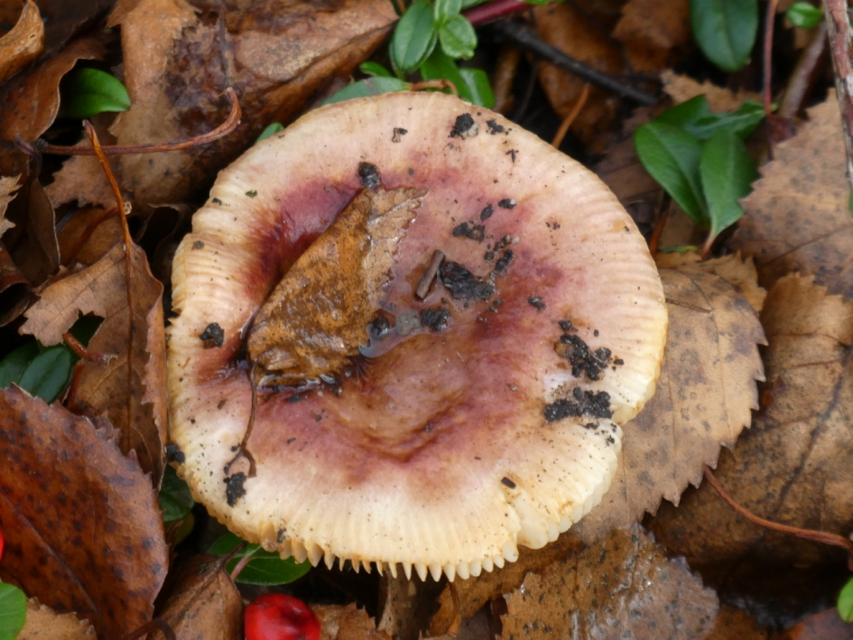 Paddenstoel - Schimmels - 