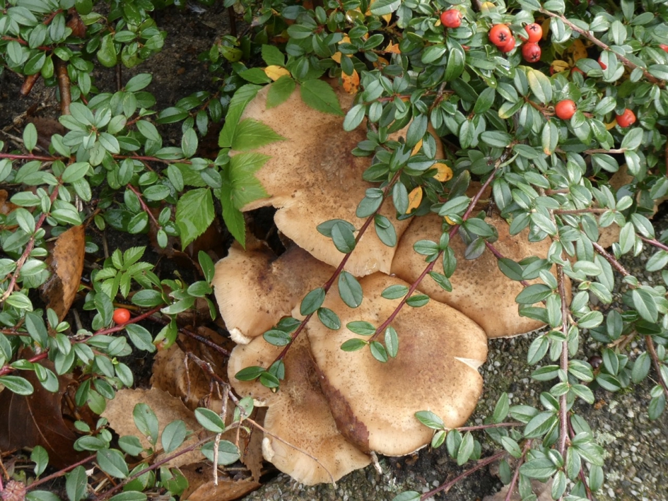 Paddenstoelen - Schimmels - 