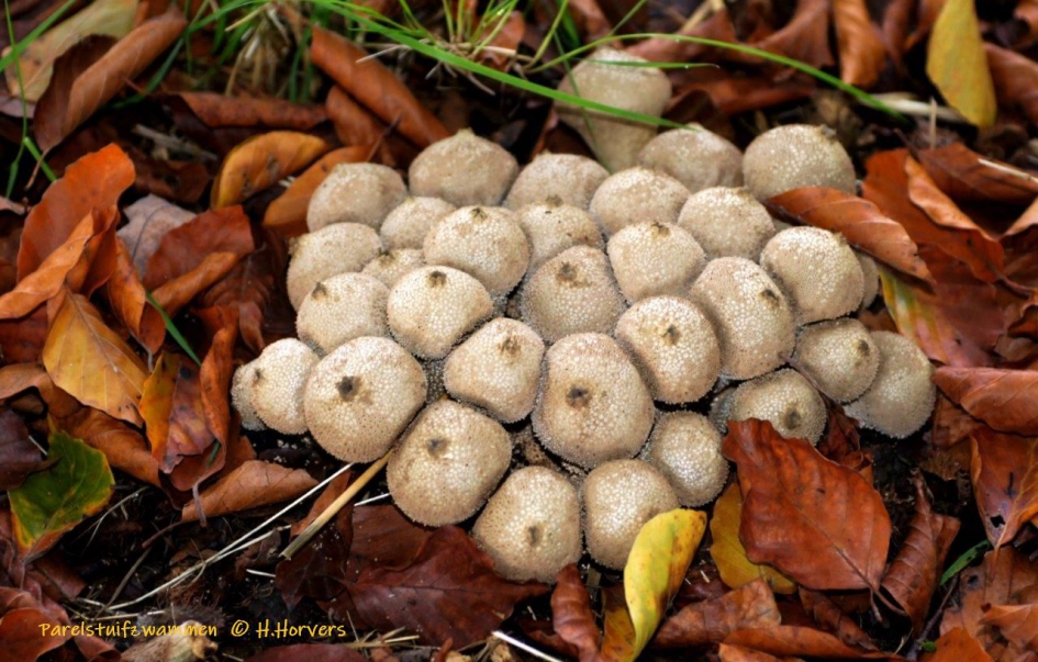 Parelstuifzwammen - Schimmels - Parelstuifzwammen.
