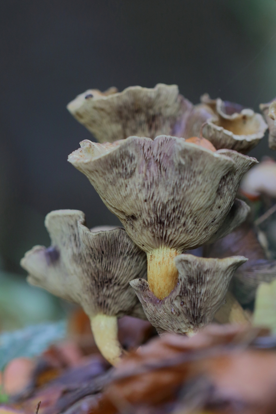 pasteltinten - Schimmels - 