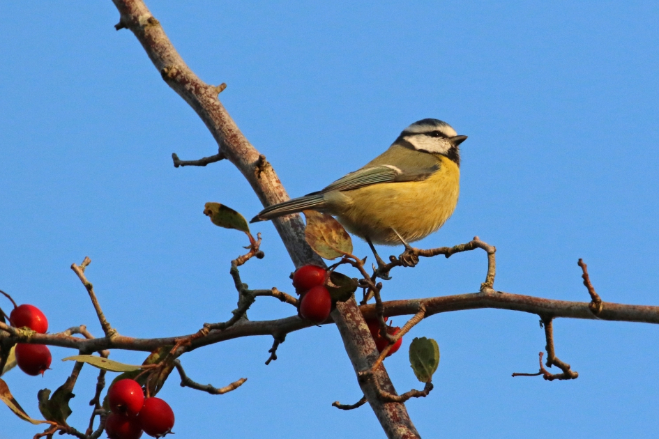 Pimpelmees - Vogels - 