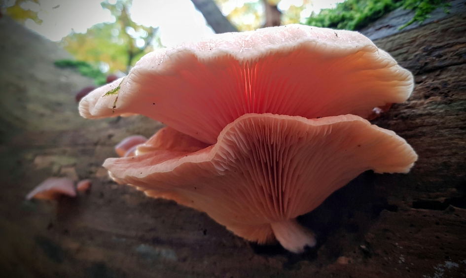 Pink - Schimmels - Zalmzwam