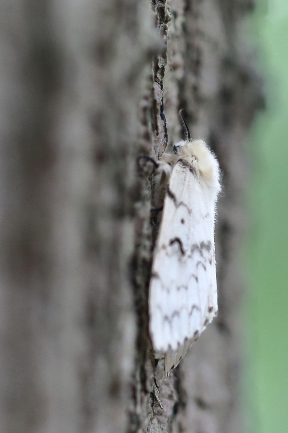 plakker - Geleedpotigen - plakker