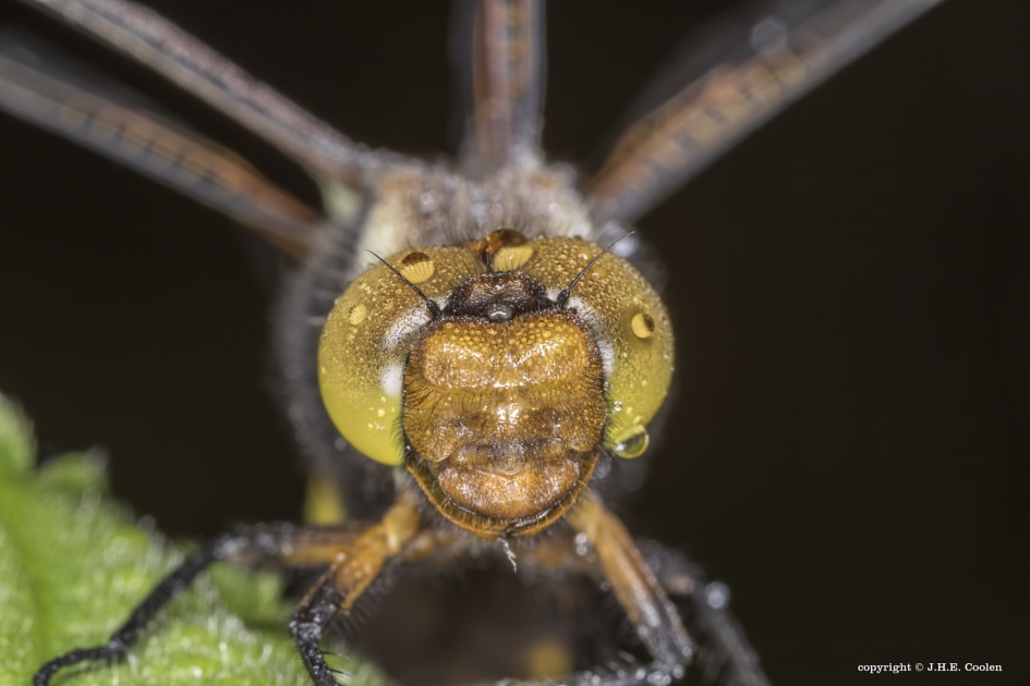 Platbuik (Libellula depressa) - Geleedpotigen - Platbuik