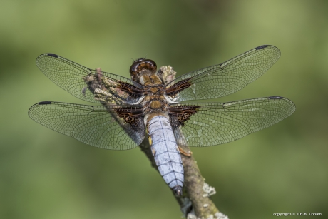 Platbuik (Libellula depressa)