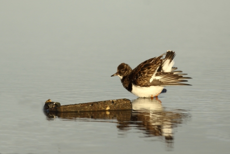 poetsende steenloper