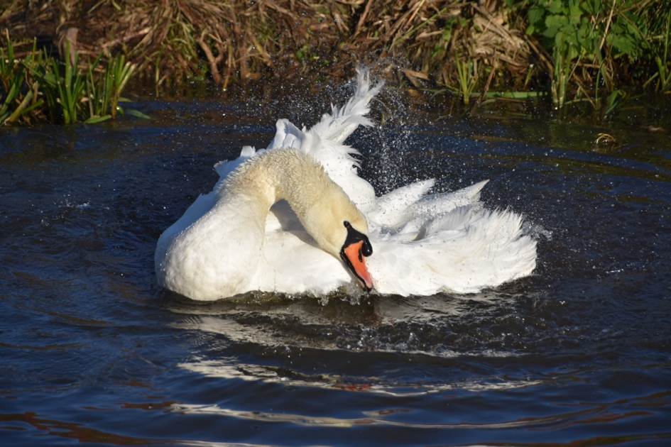 Poetsende zwaan - Vogels - 