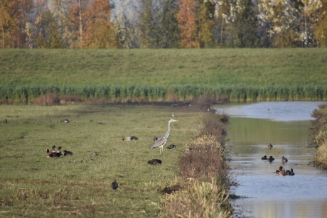 Polder