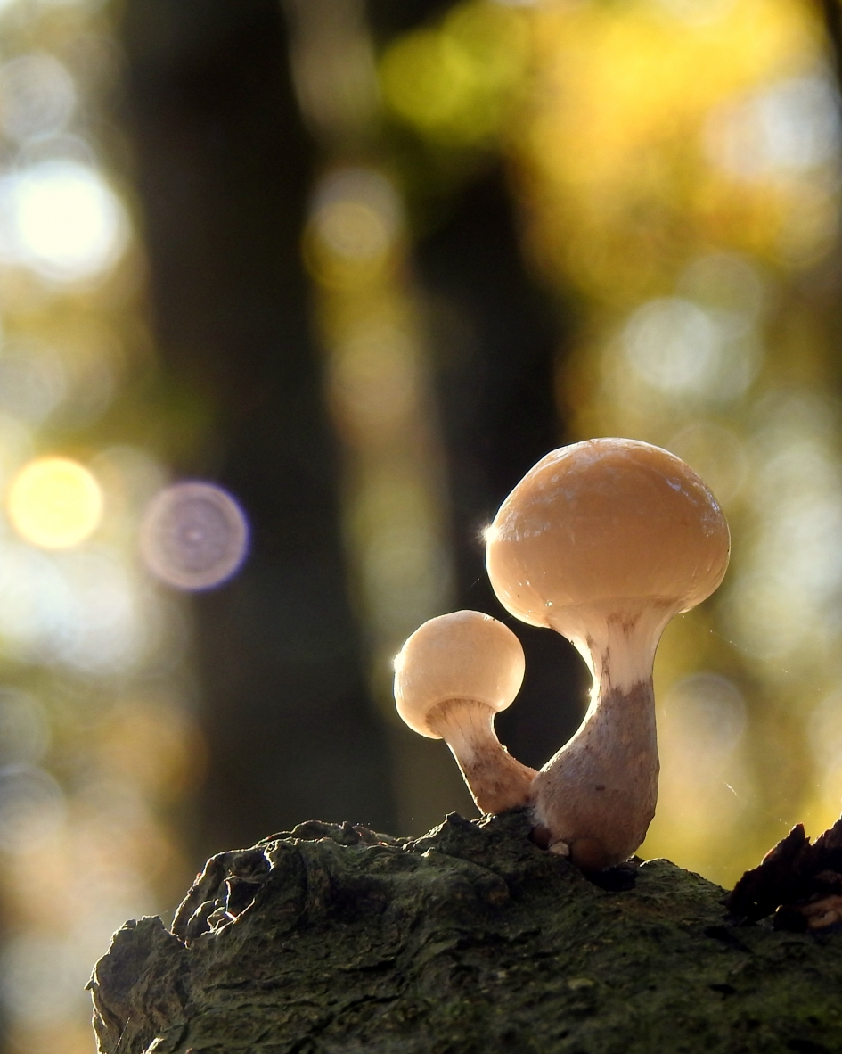 Porseleinen knotsjes - Schimmels - Porseleinzwam