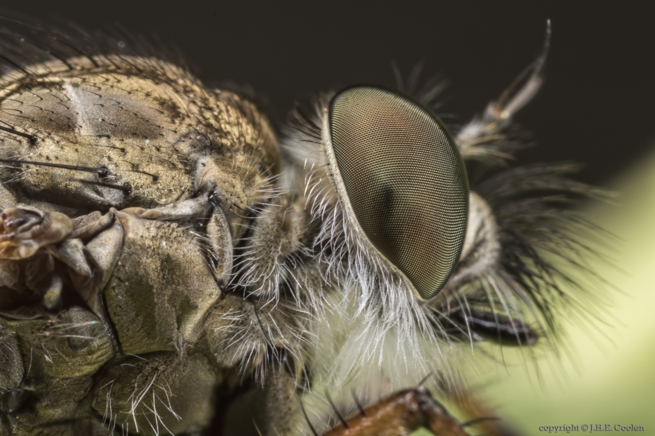 Portret van een..... - Geleedpotigen - Zwartdijroofvlieg