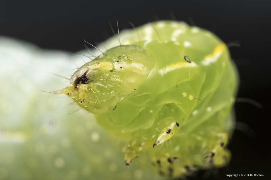 Portret van een..... - Geleedpotigen - Piramidevlinder