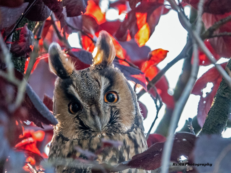 Ransuil. - Vogels - Ransuil.