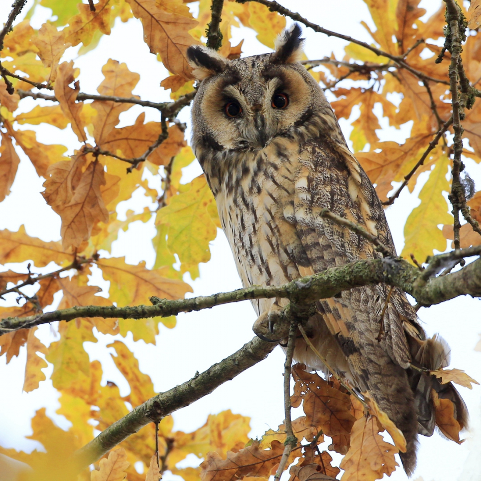 Ransuil - Vogels - Ransuil