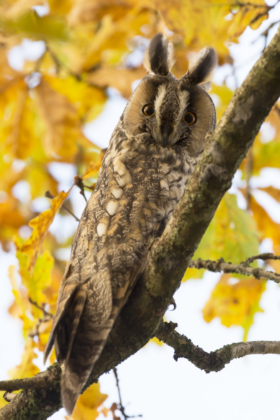 Ransuiltje - Vogels - Ransuil