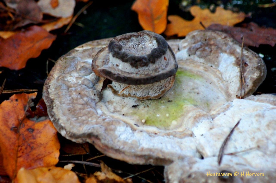 Rare Houtzwam - Schimmels - Houtzwam