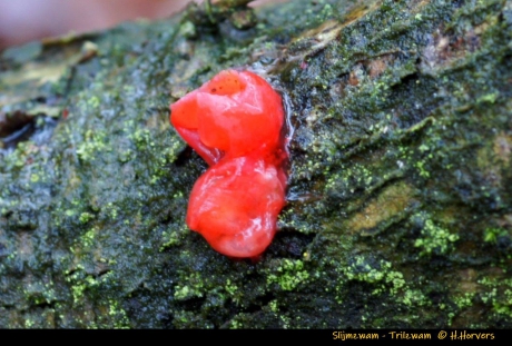 Rode slijmzwam - trilzwam ?