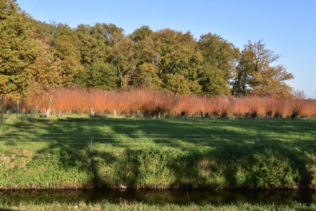 Rode wilgen