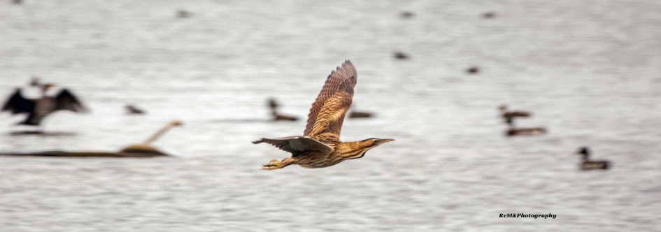 Roerdomp. - Vogels - Roerdomp.
