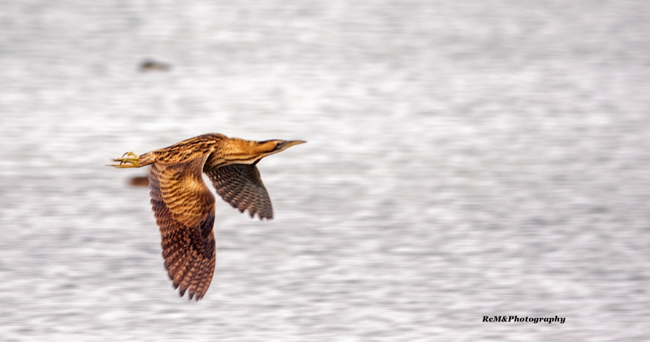 Roerdomp. - Vogels - Roerdomp.