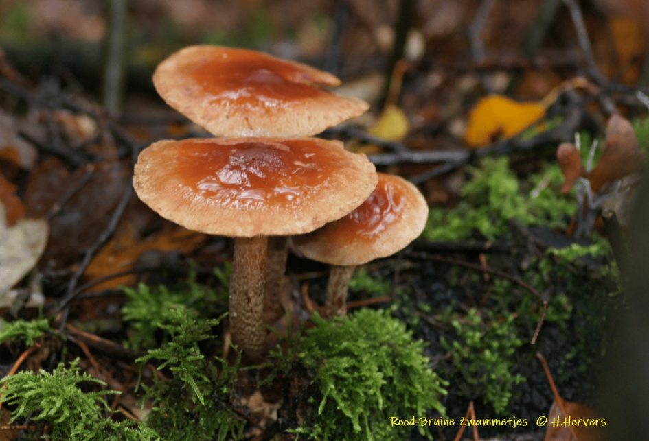 Rood-bruine zwammen - Schimmels - Rood-bruine zwammen