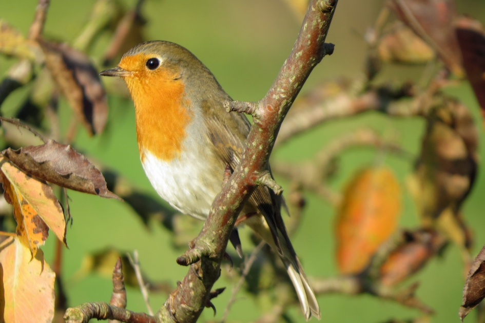 Roodborst - Vogels - 