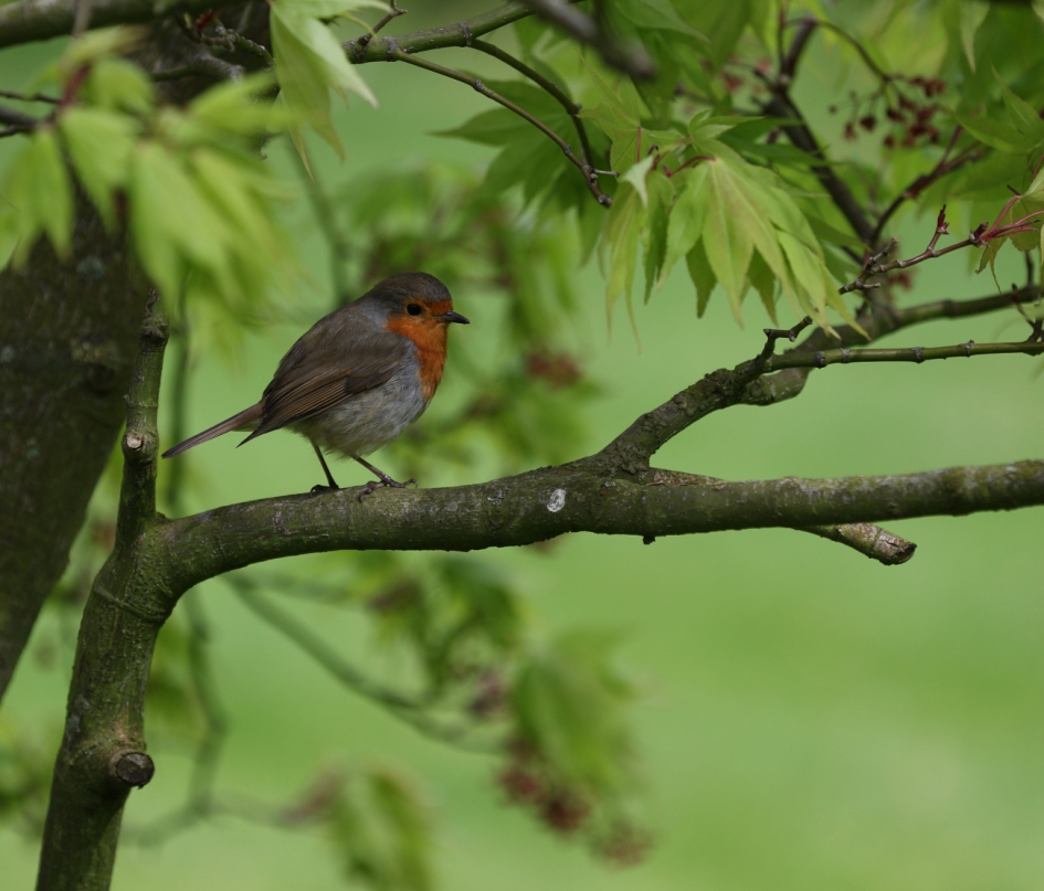 roodborst - Vogels - roodborst