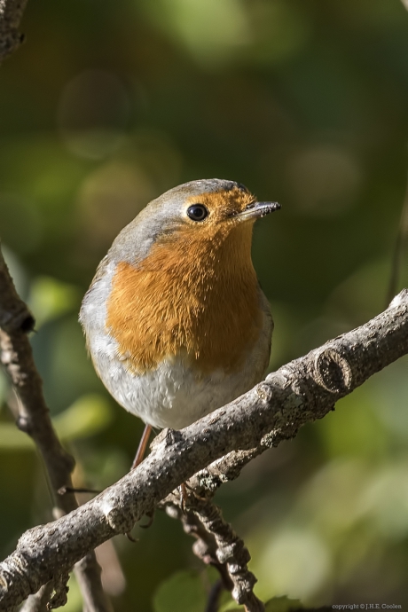 Roodborst (Erithacus rubecula)