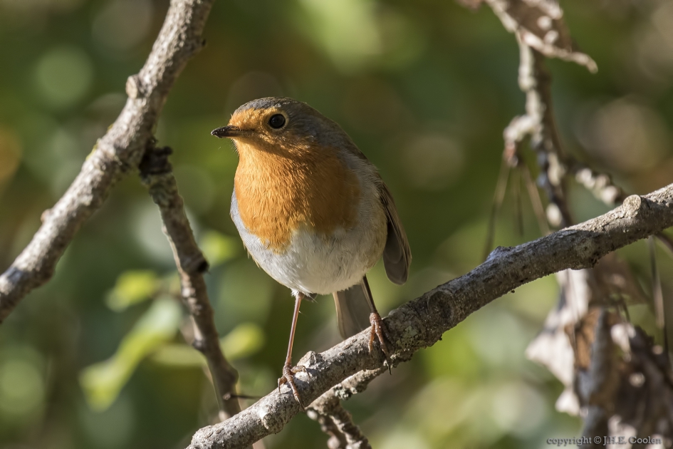 Roodborst (Erithacus rubecula) - Vogels - Roodborst