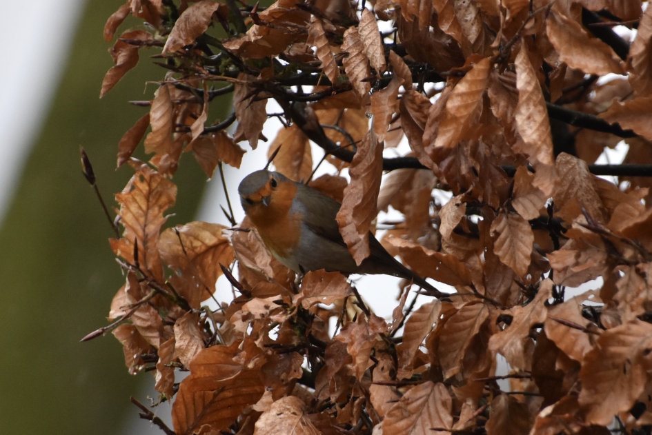 Roodborstje - Vogels - 