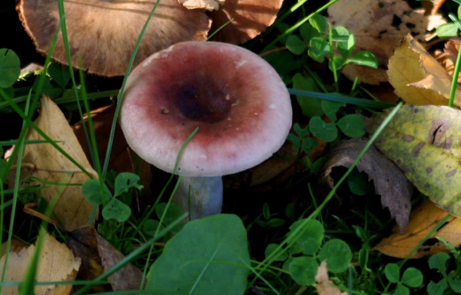 Russula - Schimmels - Russula