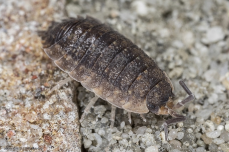 Ruwe pissebed (Porcellio scaber)