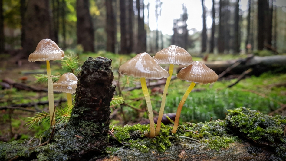Samen staan we sterk. - Schimmels - Paddenstoel
