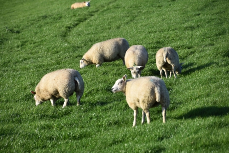 Schapen 2
